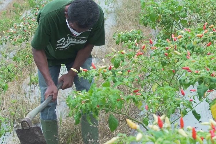 Program Petani Maju 4.0 mendorong anak muda meminati jadi petani modern. 