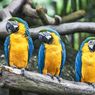 Kenapa Bulu Burung Macaw Berwarna-warni?