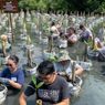 Tekan Emisi, MDKA Tanam 1.000 Mangrove di TWA Angke dan Muara Gembong 