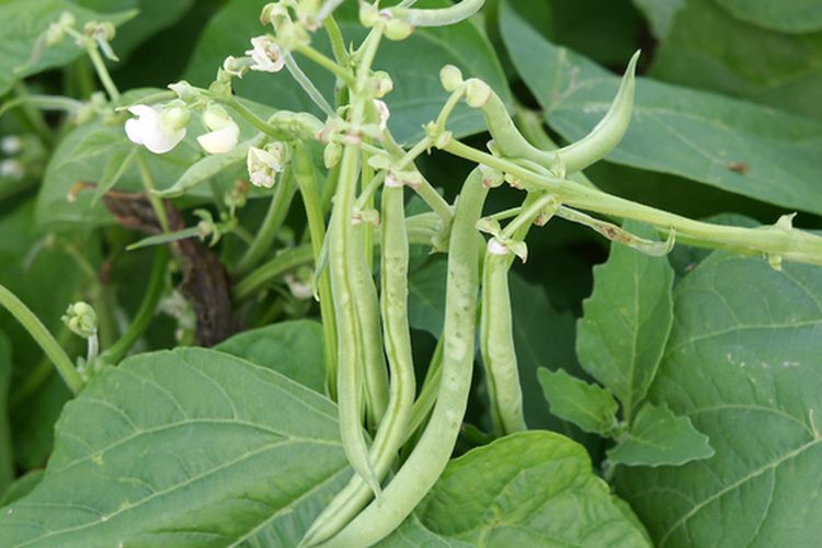 Ilustrasi tanaman buncis, menanam buncis. 