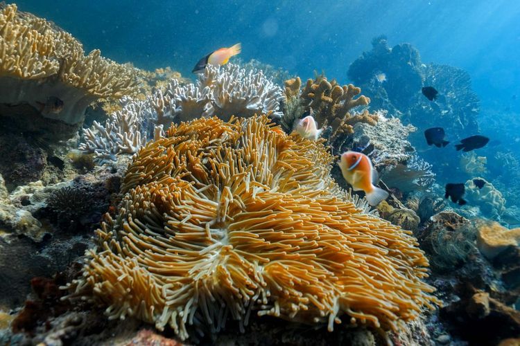 Spot snorkeling di Pulau Friwen.