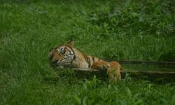 Harimau Berperilaku Unik Muncul di Sumbar, Ikuti Warga sampai Batas Kampung