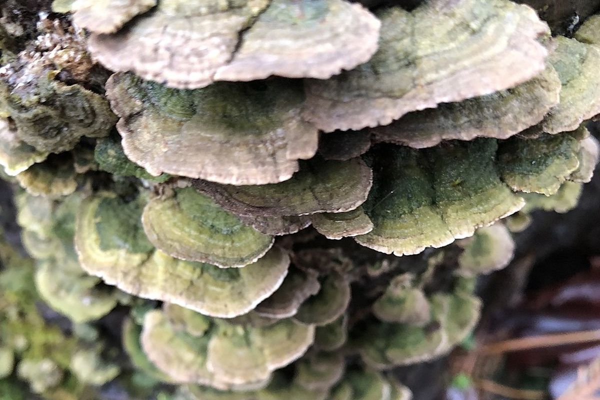 Salah satu spesies jamur Trichaptum, Trichaptum abietinum. Studi menemukan, jamur ini memiliki 17.000 jenis kelamin.