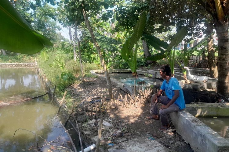 Cerita Arip Berkebun dan Beternak di Pekarangan Rumah hingga Tak Lagi Beli Telur