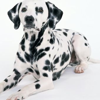 Ilustrasi anjing Dalmatian