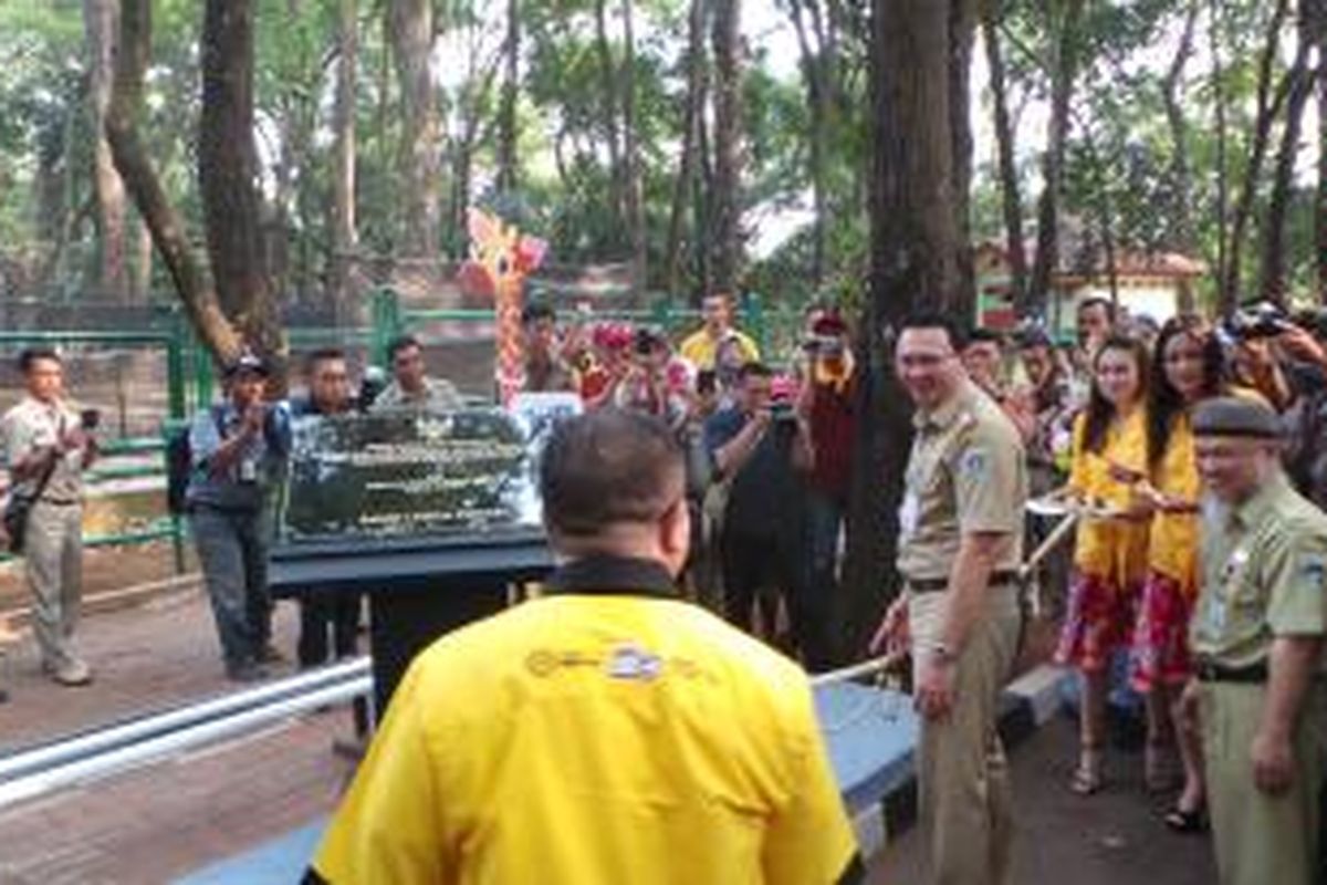 Gubernur DKI Jakarta Basuki Tjahaja Purnama saat menerima sepasang jerapah dari Taronga Zoo Sydney, Australia kepada Taman Margasatwa Ragunan (TMR), Selasa (18/8/2015). 