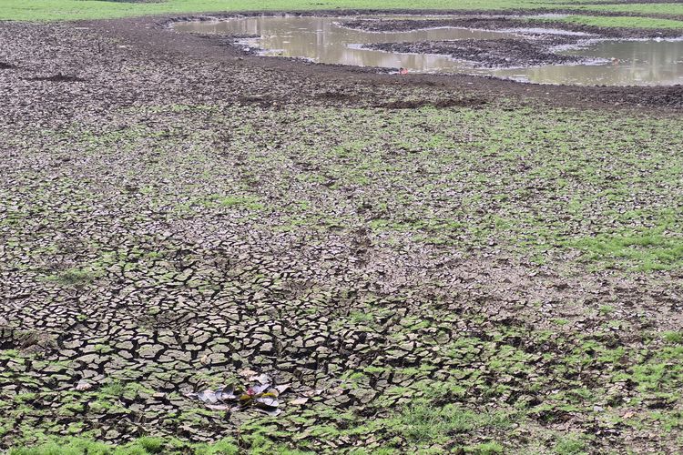 Danau Cinere Mengering Imbas Kemarau, Muncul Tanah Retak-retak