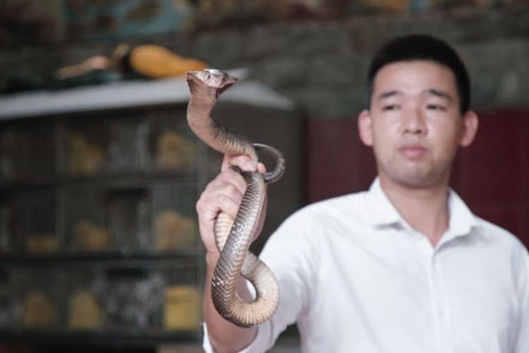 Manajer Van Duc Nguyen Hoang Long berpose dengan ular Cobra 