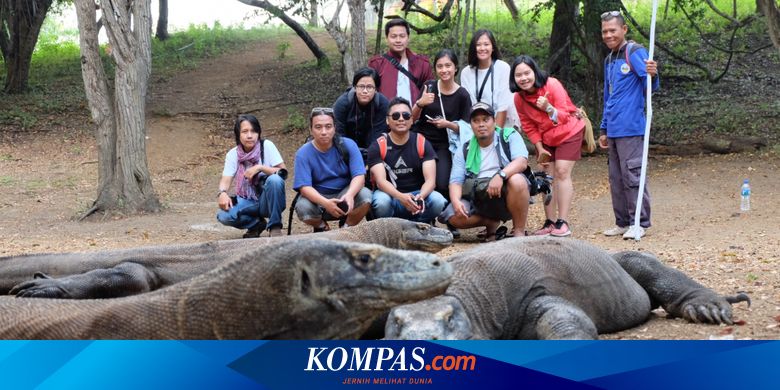 8 Fakta Seputar Komodo Hewan  Purba  yang  Hanya  Ada di  