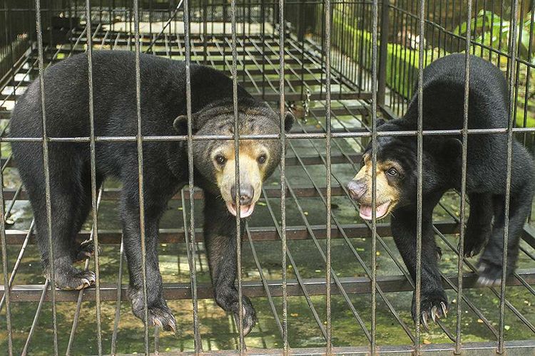 Dua ekor beruang madu hasil serahan masyarakat saat menjalani proses habituasi atau pengembalian sifat liarnya selama di resort Punti Kayu, Palembang, Sumatera Selatan, Senin (16/11/2020). Setelah dua pekan menjalani habituasi, beruang ini akan dilepasliarkan kembali ke habitat aslinya.