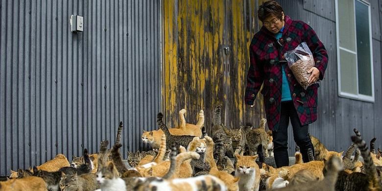 Kucing yang memenuhi Kota Aoshima di Jepang