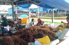 Indonesia Ekspor 52,4 Ton Rumput Laut Kering ke Vietnam
