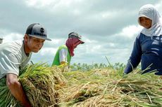 Tiga Varietas Padi Organik Banyuwangi Resmi Terdaftar di Kementerian Pertanian