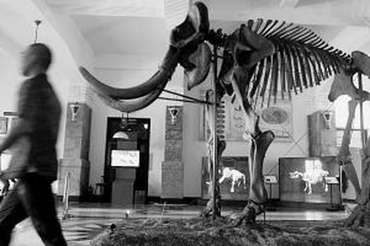 Fosil Gajah Blora (Elephas hysudrindicus) dipajang dan dipamerkan di Museum Geologi Bandung, Jawa Barat, seusai direkonstruksi, Senin (19/5/2014). Fosil gajah yang diekskavasi di Dusun Sunggun, Kecamatan Kradenan, Kabupaten Blora, Jawa Tengah, itu berusia 200.000-250.000 tahun. Dimensi tinggi sekitar 4 meter, panjang 5 meter dan berat 6-8 ton.