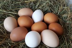 Perbedaan Telur Ayam Coklat dan Putih, Mana Lebih Sehat?