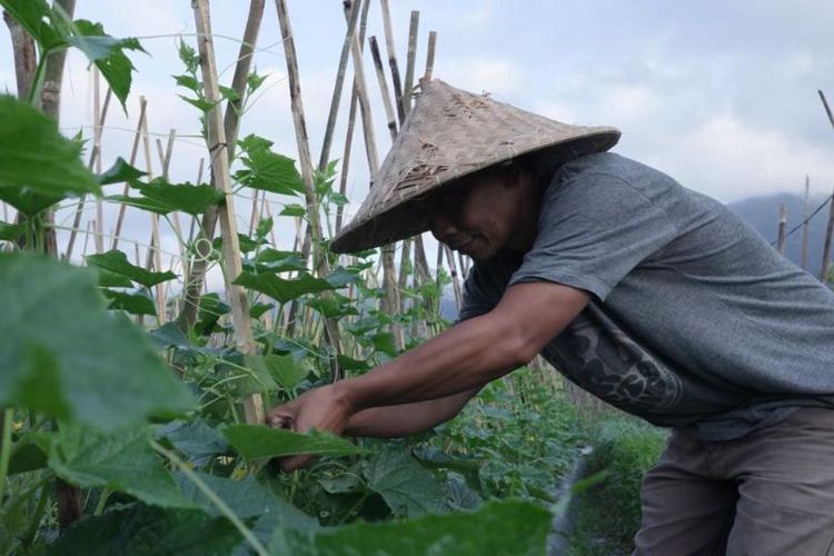 Petani di Desa Angseri. 