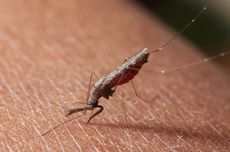 Mengenal 4 Ciri-ciri Nyamuk Anopheles Penyebab Malaria