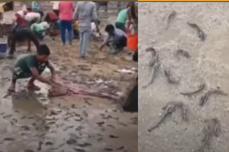 Tangkap layar video menunjukkan penduduk dari kota Jagtial di Telangana mengalami fenomena hujan hewan yang sangat langka, dengan ikan-ikan ditemukan jatuh dari langit pada Sabtu (10/7/3022).
