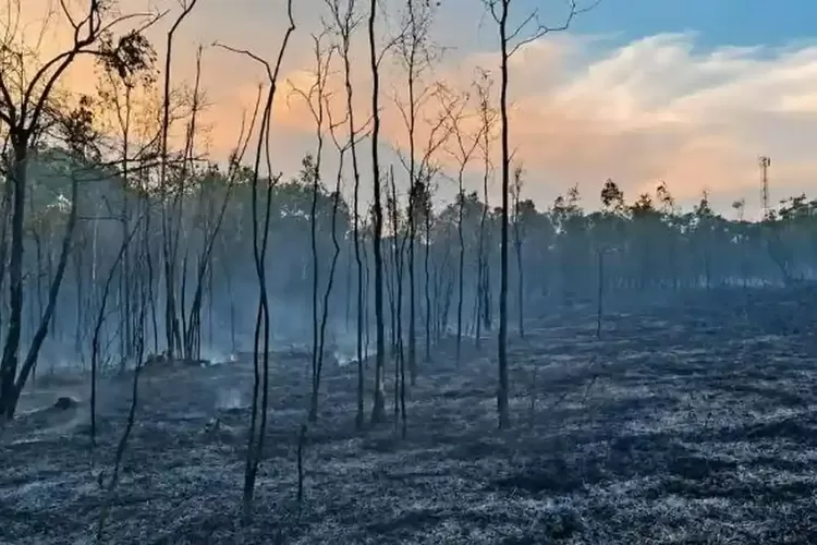 75 Hektar Lahan di Fakfak Terbakar, Status Tanggap Darurat Bencana bakal Diperpanjang