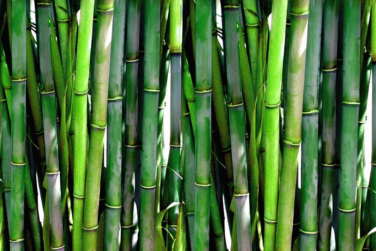 ilustrasi bambu