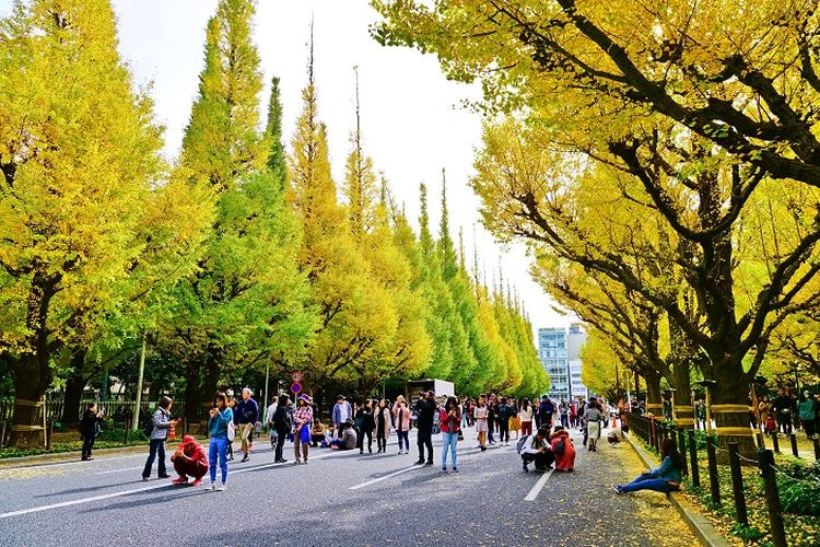 Sebuah jalur yang dipenuhi pohon ginkgo di Meiji Jingu Gaien, Shinjuku, Tokyo, Jepang.