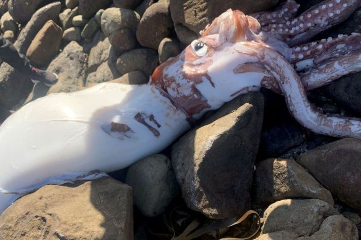 Bangkai cumi-cumi raksasa kraken terdampar di Pantai Scarborough, Cape Town, Afrika Selatan. Cumi-cumi ini memiliki mata sebesar piring makan.