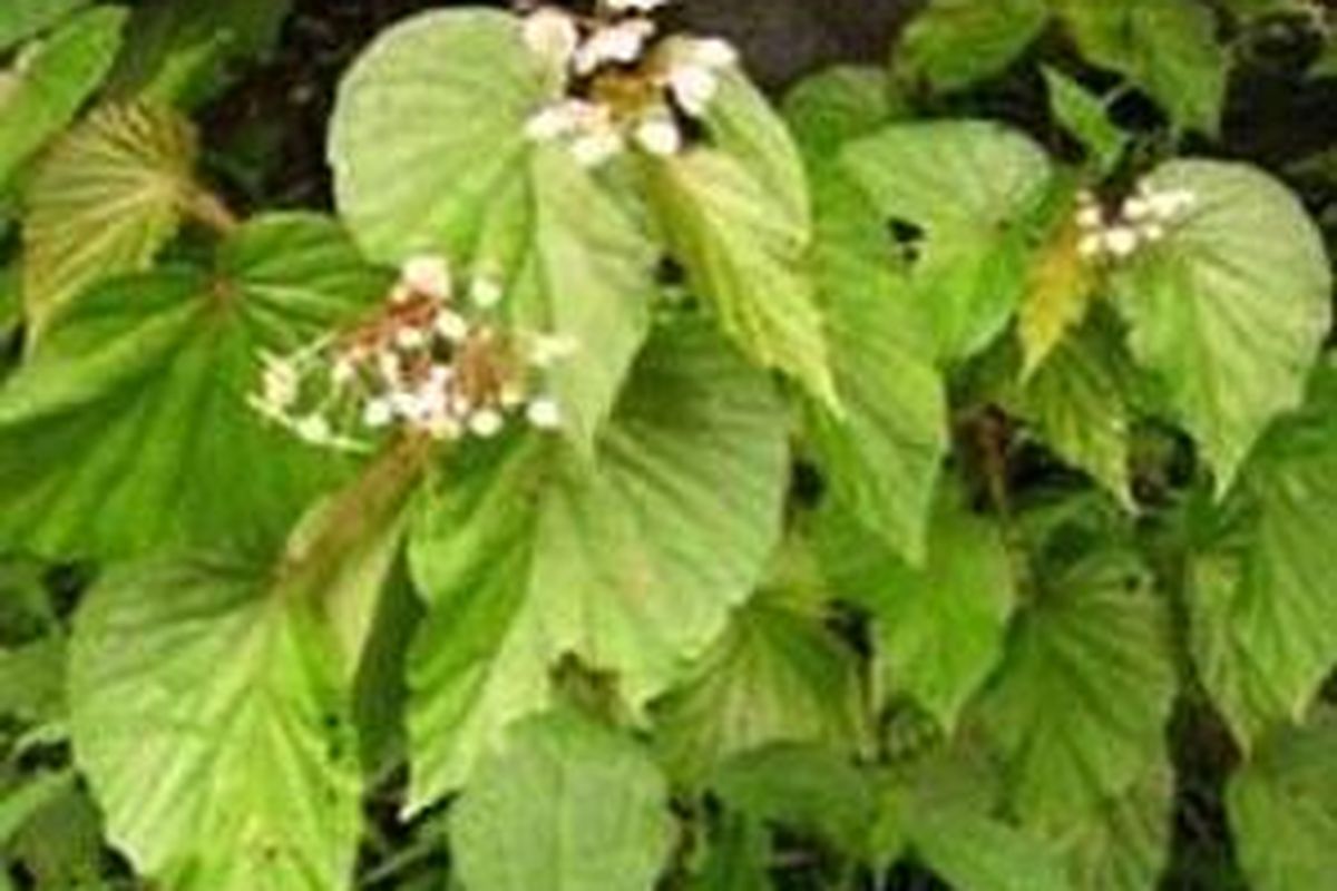 <i>Begonia kelimutuensis</i>