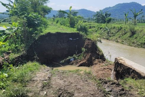 Tanggul Sungai Gamping di Klaten Jebol Sepanjang 15 Meter, 30 Hektar Sawah dengan Padi Berumur 20 Hari Terendam