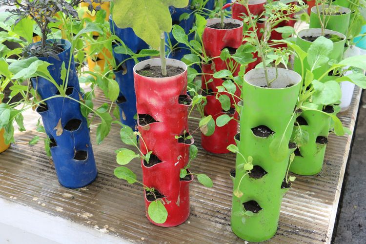 Ilustrasi budidaya tanaman dengan sistem vertikultur. 