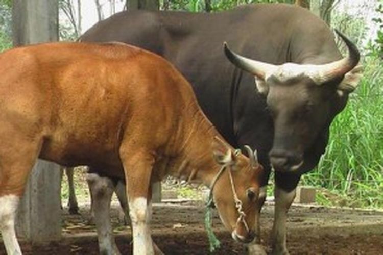 Inilah jenis sapi Bali dan banteng Jawa yang menjadi program Inseminasi Buatan (IB) di Taman Safari Indonesia (TSI) II Prigen Pasuruan, Selasa (28/6/2011) 