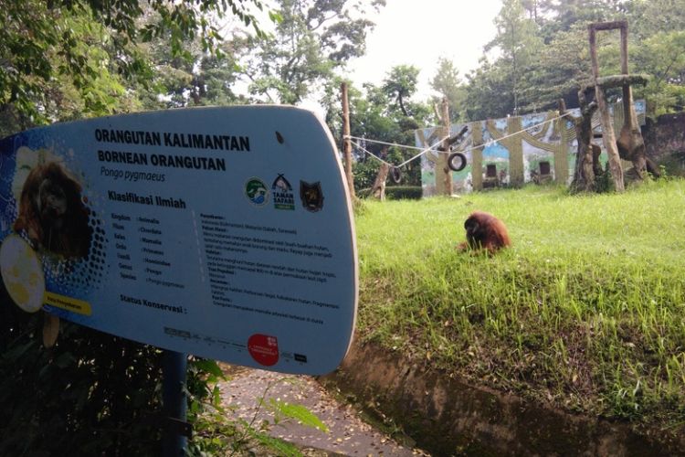 Orangutan di Kebun Binatang Bandung (KBB) yang ramai jadi perbincangan karena aksinya merokok seperti manusia. 