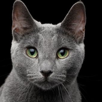 Ilustrasi kucing jenis Russian Blue.