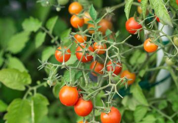 Tips Menanam Tomat Ceri agar Tumbuh Sepanjang Musim