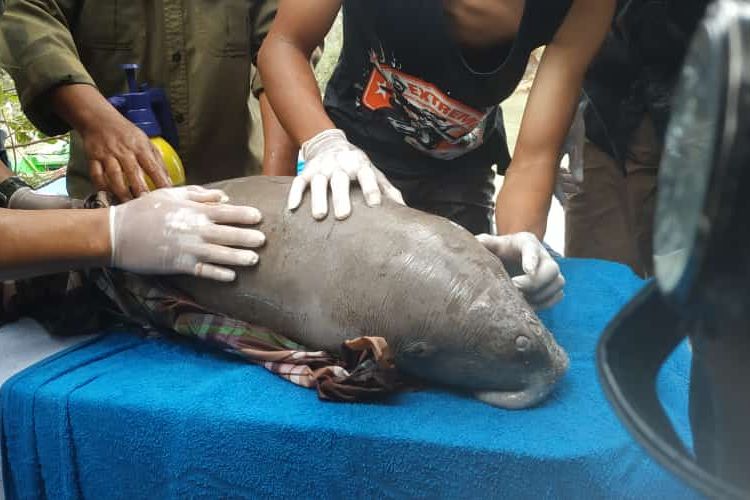 Bayi dugong saat proses evakuasi, Senin (21/12/2020).