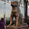 Satu Abad Mengenang Kisah Hachiko, Anjing Paling Setia di Dunia