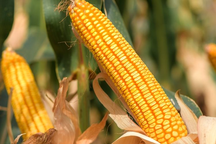Ilustrasi tanaman jagung.