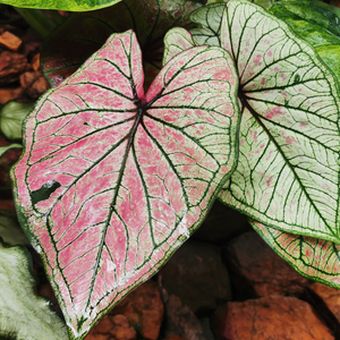 Ilustrasi tanaman Caladium tricolor, keladi.