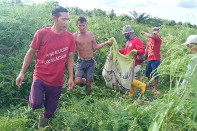 Evakuasi jasad Samino (52), yang diduga tewas akibat diterkam harimau sumatera di Dumai, Riau, Selasa (29/6/2021).