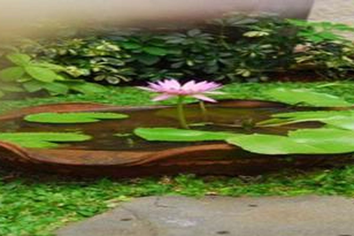 Percantik Taman dan Kolam dengan Teratai