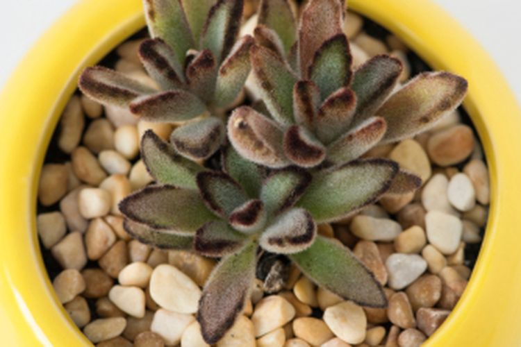 Ilustrasi tanaman menggunakan media tanam kerikil