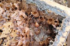 Cara Tahu Madu Lebah Galo-galo Layak Panen, Lihat Hal Ini