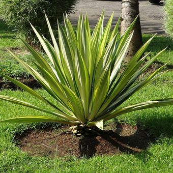 Ilustrasi tanaman Mauritius hemp (Furcraea foetida) yang mirip tanaman lidah mertua. 