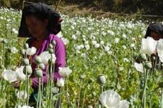 Produksi Opium Myanmar Meningkat Tahun Depan