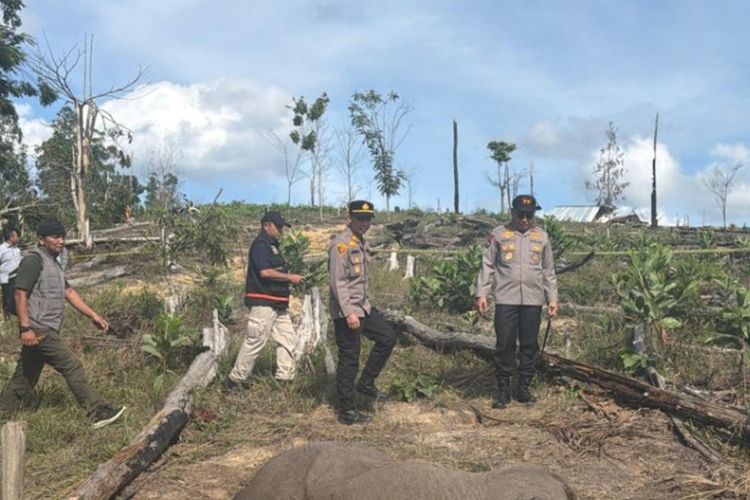 Kasus Anak Gajah Mati di Tesso Nilo Terkuak, Polisi Tangkap Perambah Hutan