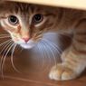 5 Alasan Kucing Lebih Aktif di Malam Hari