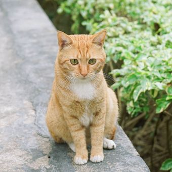 Ilustrasi kucing berwarna oranye