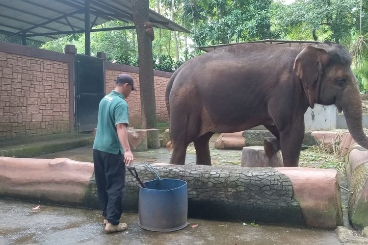 Bandung Zoo Terancam Diambil Alih Pemda, Minim Peminat Lelang