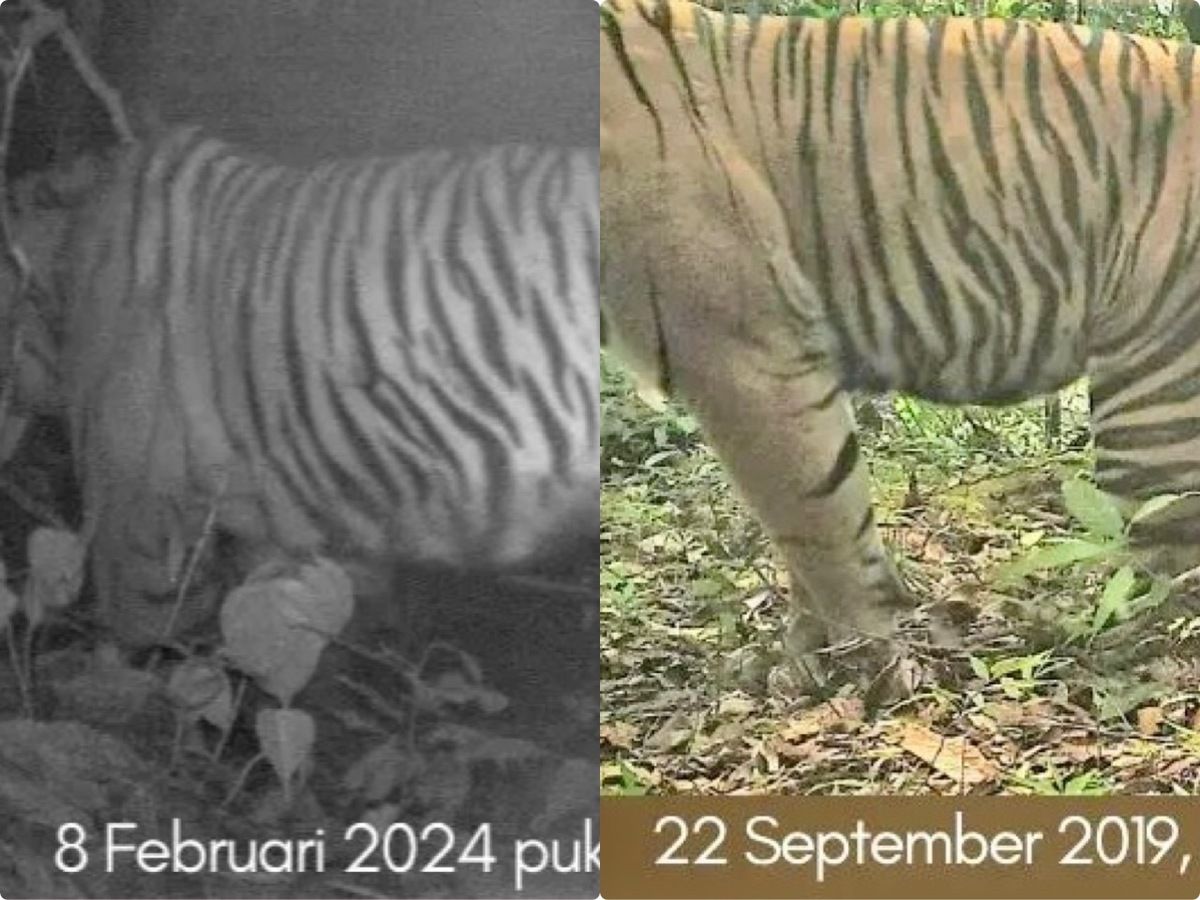 Penampakan Harimau yang Diduga Menerkam Warga di Lampung