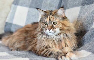 Ilustrasi kucing Siberia.