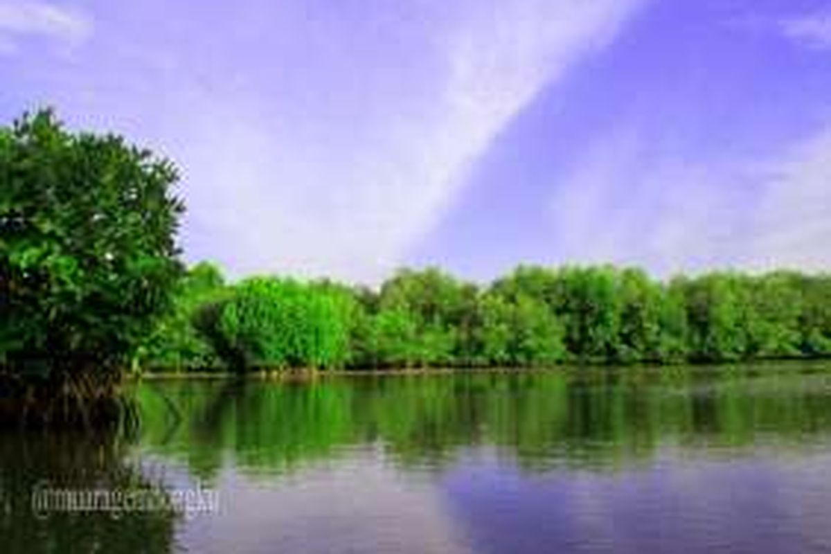 Daerah konservasi mangrove di kawasan Kampung Muara Belacan, Desa Pantai Harapan Jaya, Kabupaten Bekasi Utara.